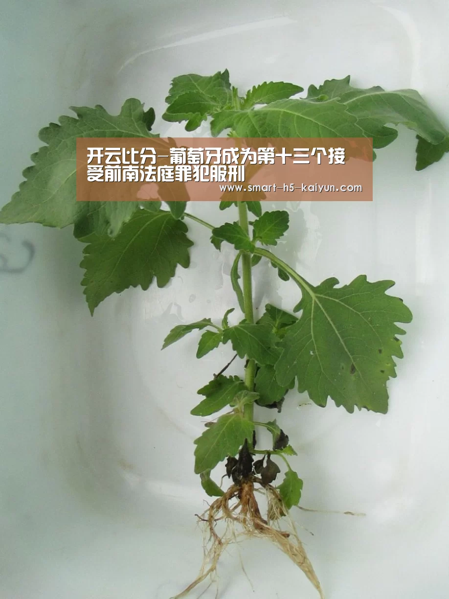 开云比分-葡萄牙成为第十三个接受前南法庭罪犯服刑